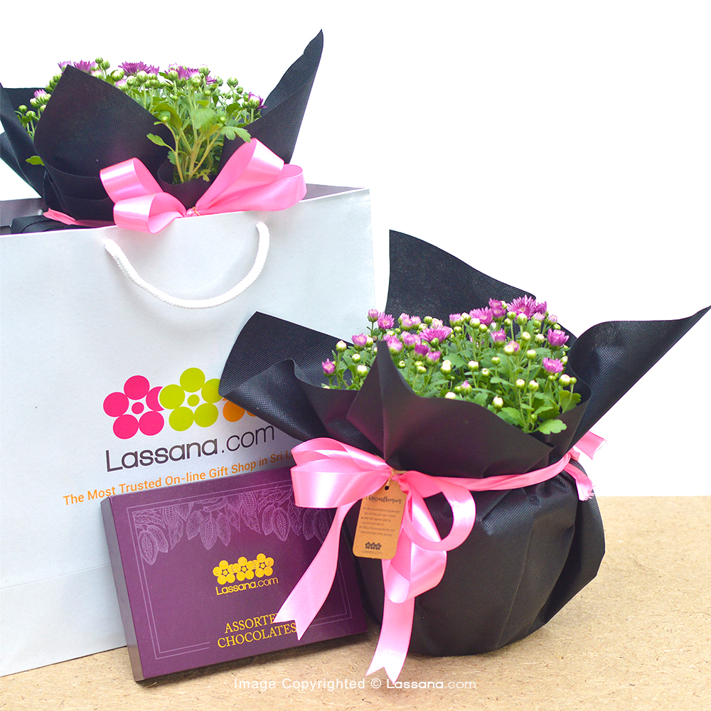 CHRYSANTHEMUM PLANTS COMBO PACK (WITH LASSANA 12 PCS CHOCOLATE BOX) - Flowering Plants - in Sri Lanka